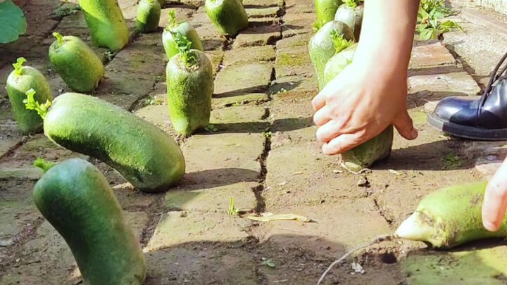 How do you pull up radishes grown in a brick-paved garden?