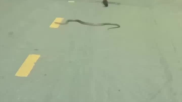 No unnecessary movements, only a smile at the snake on their face.