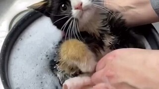 爱心人士给流浪小猫咪洗澡，小家伙好乖