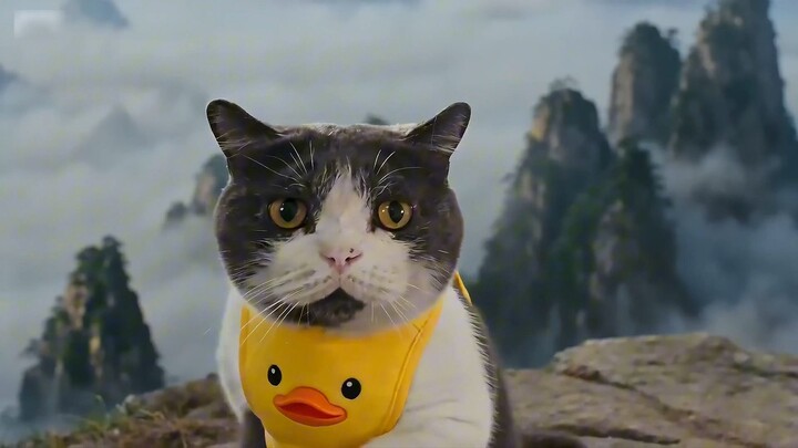 Cat: I’m not holding back anymore (getting crazier and crazier version)