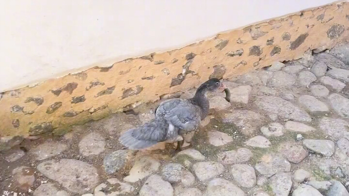 شو اللي بتعمله؟ أوووه، أنا يا أخي بآكل عنق البط! #الدجاجة_أنت_جميلة #المقاتل_بين_الديوك