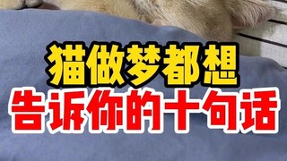 Ten Things Cats Dream of Telling You