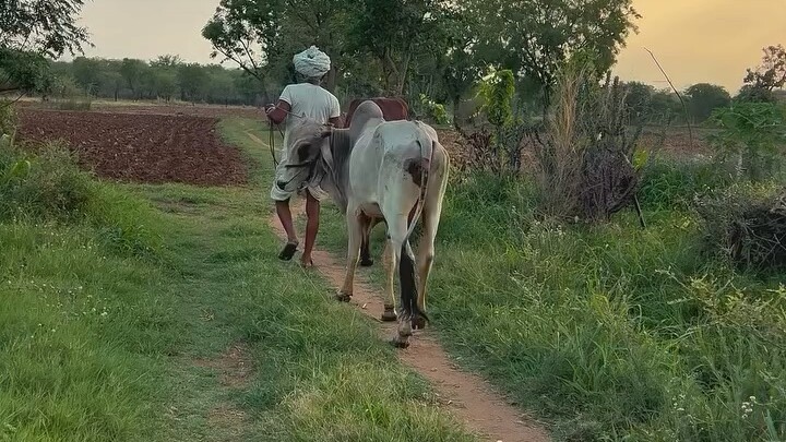#viral#treding #india #video #village