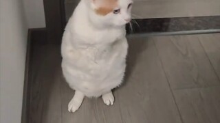 午觉睡太久了，壮壮饿了，等不及，来找我来了，平常都是乖乖等我起床它再喵喵叫的