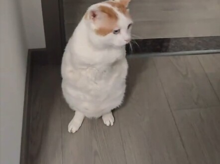 午觉睡太久了，壮壮饿了，等不及，来找我来了，平常都是乖乖等我起床它再喵喵叫的