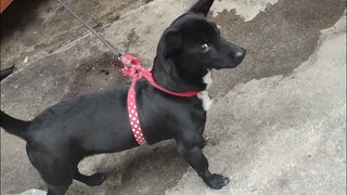 لحظات محرجة للجرو، حتى وجهه فقد كرامته!