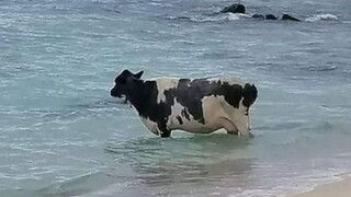 Nhân loại bị cô lập, mọi người hãy ra ngoài và vui vẻ