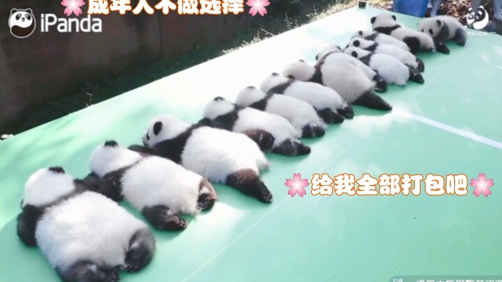 Pandas Are Here! 13 Adorable Cubs from the 2022 Class Make Their National Day Debut—Claim Your Favor