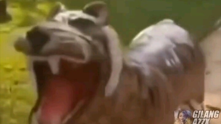 memes
