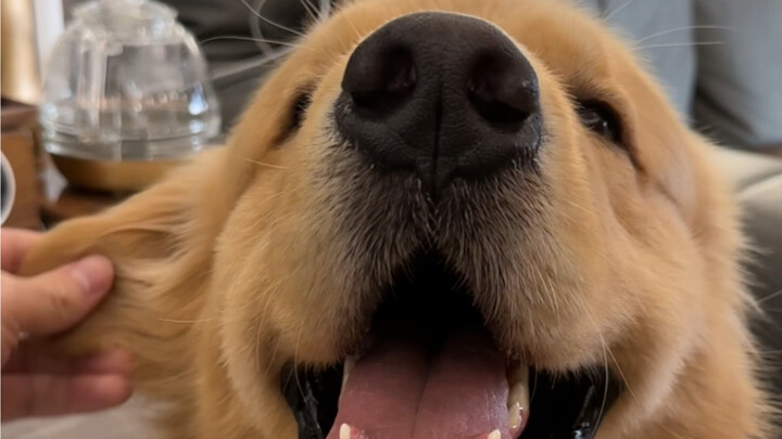 Tes sifat anjing kecil