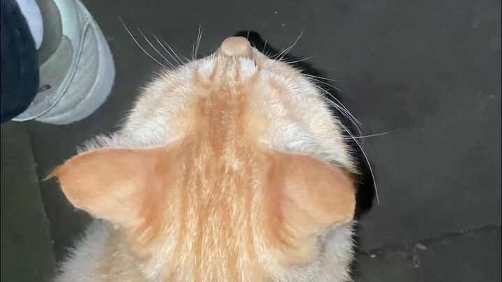 It pretends to have an owner, and you pretend to have a kitten—each one healing the other until dawn