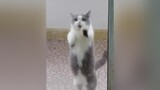 Chú mèo dễ thương funnyvideos cutecat meocute