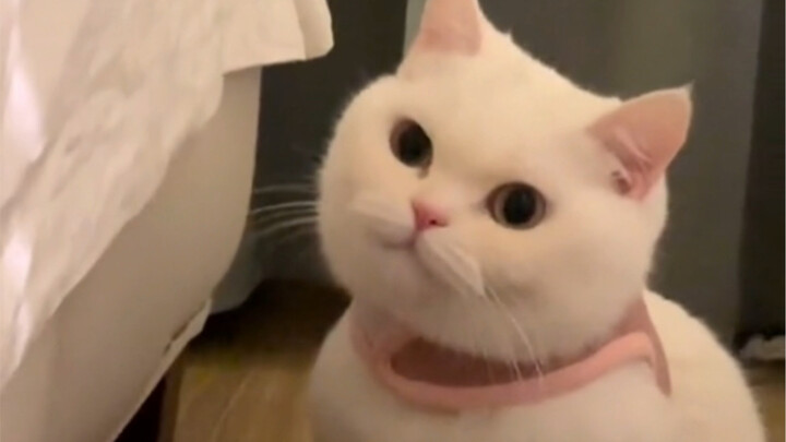 Seperti semua anak kucing