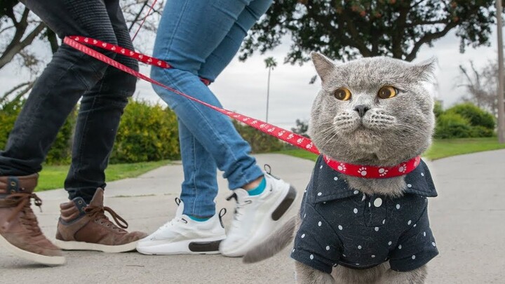 My cat is our matchmaker—so heartwarming!