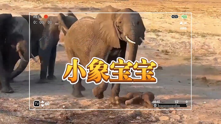 Real footage of an elephant giving birth! The newborn immediately faces BLEACH, and the herd instant