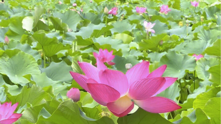 Xi’an’s ultimate lotus-viewing spot: Ten thousand lotus flowers are in full bloom. Miss it and you’l