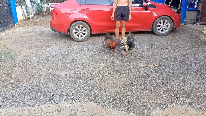 lemon hatch vs regular gray