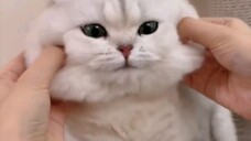 cute cat