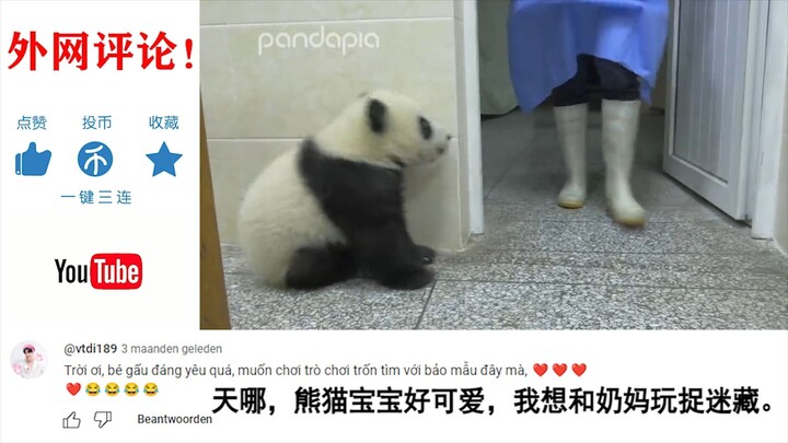 Prank panda yang ingin bermain petak umpet dengan si pengasuh. Viral di media sosial internasional, 