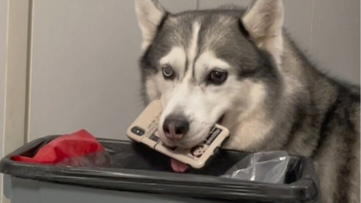 Chó con: Ai bảo chó không được ăn dứa?