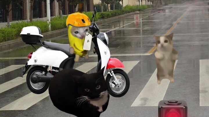 Mèo chuối vừa chơi điện thoại vừa chạy xe đạp điện