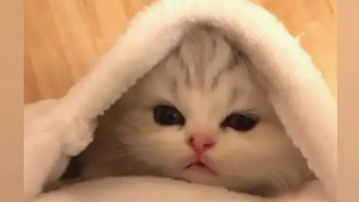 Pet|Cute kitties collection