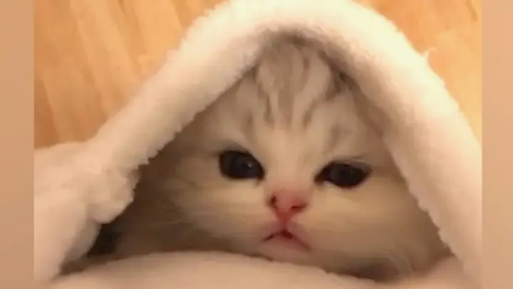 Pet|Cute kitties collection