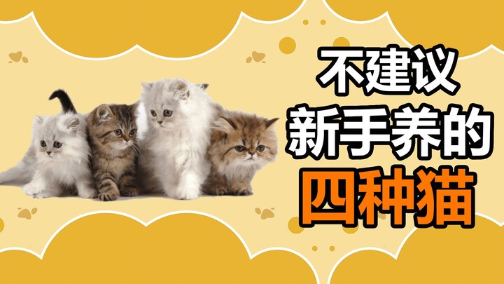 Pet Trivia: Four Cat Breeds Not Recommended for Beginners