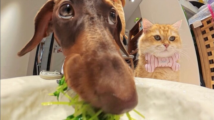 Chú cún súng máy~