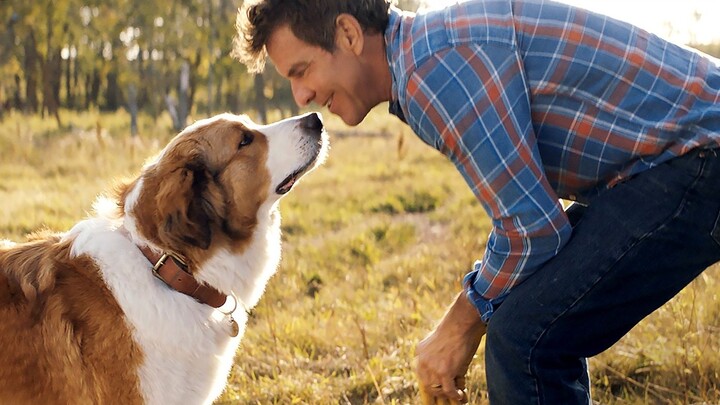 [A Dog's Purpose 2] When taking on a life, whether it is a dog or a human, the most important thing 