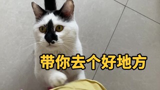 猫咪带路，有多离谱…