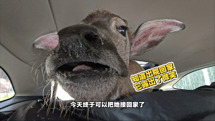 Bé Bò Nhỏ nằm viện 10 ngày, cuối cùng đã được xuất viện về nhà!