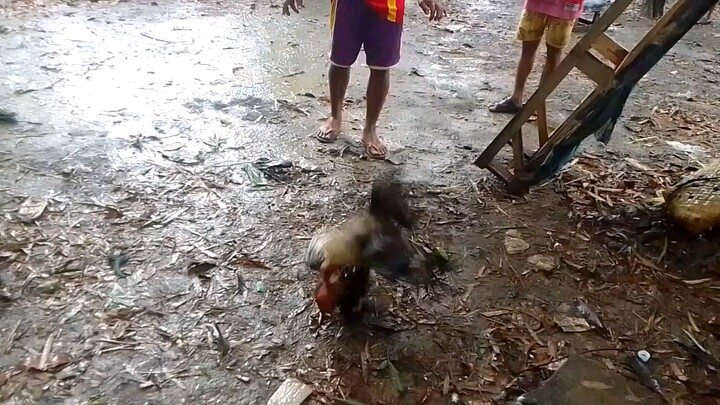 kahit maulan tuloy padin🤣