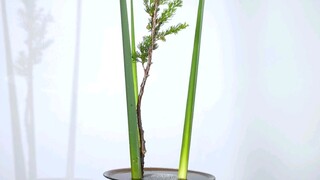 镜花水月