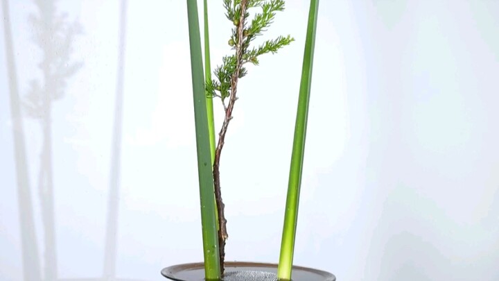 镜花水月