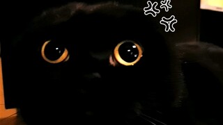 من يربي قطة سوداء كهذه؟ لا تجيد أي شيء، لكنها الأولى في النوم!