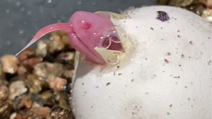 Watch as a newborn baby snake tames a wild tongue!
