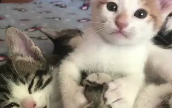 Này, đó gọi là nụ hôn