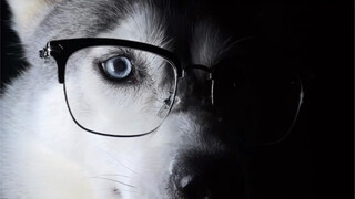 这下米修的霸总身份算是坐实了