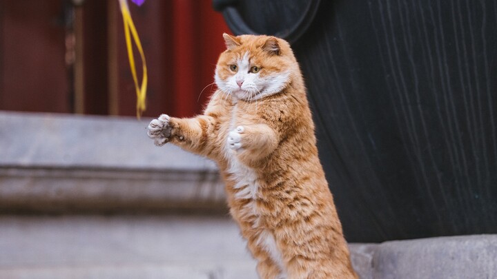 Papa the orange cat, who keeps darting back and forth, is surprisingly agile.
