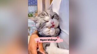 Mèo nhà người ta 🤣 xuhuong trending hot funnyvideos tiktok video troll pet chomeo cat meo meomeo haihuoc haivl vuinhon cuoibebung