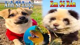 Dương KC | Bông Bé Bỏng Ham Ăn #21 | chó thông minh vui nhộn | funny cute smart dog pets Thú Cưng TV