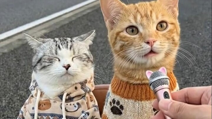 Why Does the Kitten Drive So Slowly?