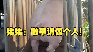 猪猪：做事请像个人！