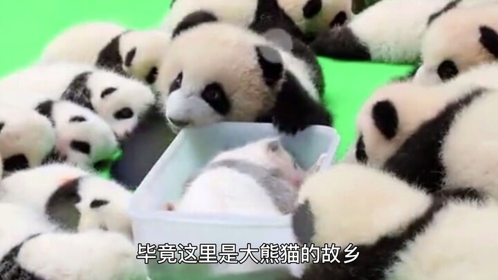 Video này, tôi thấy phê quá!