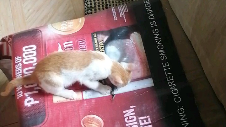 CHAKOY the lizard hunter ahahahaha