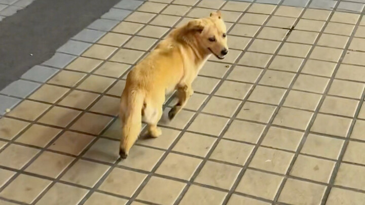 Challenging myself to track a dog