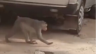 The monkey is afraid of the sun and shades himself with one hand