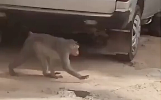 Monyet itu takut pada matahari dan melindungi dirinya dengan satu tangan