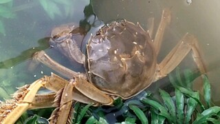 لا تأتي لسرقة سرطان البحر من منزلي